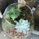 Atelier Terrarium