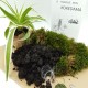 KIT FABRICATION KOKEDAMA (+ TUTO VIDEO)