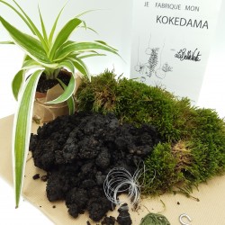 KIT FABRICATION KOKEDAMA (+ TUTO VIDEO)
