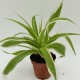 KIT FABRICATION KOKEDAMA (+ TUTO VIDEO)
