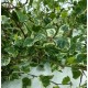 KIT FABRICATION KOKEDAMA (+ TUTO VIDEO)
