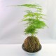 KIT FABRICATION KOKEDAMA (+ TUTO VIDEO)