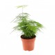 KIT FABRICATION KOKEDAMA (+ TUTO VIDEO)